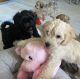 Schnoodle Puppies for sale in Bridgeport, CT, USA. price: NA