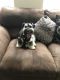 Schnoodle Puppies for sale in NJ-41, Deptford Township, NJ, USA. price: $400