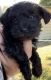 Schnoodle Puppies for sale in Sioux Falls, SD, USA. price: $500