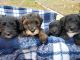 Schnoodle Puppies for sale in Provo, UT 84601, USA. price: NA