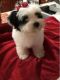 Schnoodle Puppies for sale in Lake Worth, FL, USA. price: $1,900