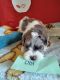 Schnoodle Puppies for sale in Marysville, WA, USA. price: NA