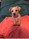 Schnoodle Puppies for sale in St Maries, ID 83861, USA. price: NA