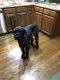 Schnoodle Puppies for sale in Charlotte, NC, USA. price: $500