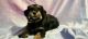 Schnorkie Puppies for sale in Columbus, GA 31907, USA. price: $1,000