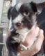 Schnorkie Puppies for sale in Dallas, TX, USA. price: NA