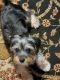 Schnorkie Puppies for sale in Northwood, OH, USA. price: $1,000