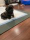 Schnorkie Puppies for sale in Plainfield, NJ, USA. price: $850