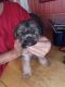 Schnorkie Puppies for sale in State Hwy 48, Castle, OK, USA. price: NA