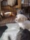 Schnorkie Puppies for sale in Gadsden, AL, USA. price: $350