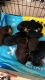 Schnorkie Puppies for sale in Victorville, CA, USA. price: NA