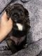 Schnorkie Puppies for sale in 1002 NW 208th Terrace, Miami Gardens, FL 33169, USA. price: NA