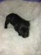 Schnorkie Puppies for sale in Marydell, KY 40741, USA. price: NA