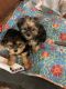 Schnorkie Puppies for sale in Pensacola, FL 32514, USA. price: NA