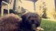 Schnorkie Puppies for sale in Middletown, OH, USA. price: NA