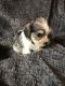Schnorkie Puppies for sale in Shannon, MS 38868, USA. price: NA
