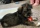 Schnorkie Puppies for sale in Middleton, ID 83644, USA. price: $800