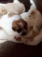 Schweenie Puppies for sale in Dayton, VA 22821, USA. price: $700