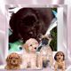 Schweenie Puppies for sale in Rockingham County, VA, USA. price: $700