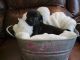 Schweenie Puppies for sale in Kings Mountain, NC, USA. price: $1,000