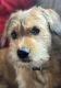 Schweenie Puppies for sale in Ogdensburg, NY 13669, USA. price: $700