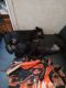 Schweenie Puppies for sale in Rexburg, ID 83440, USA. price: $500