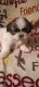 Schweenie Puppies for sale in Tukwila, WA, USA. price: $100,000