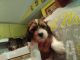 Schweenie Puppies for sale in Brooksville, FL 34601, USA. price: NA