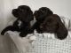 Schweenie Puppies for sale in Philadelphia, PA, USA. price: NA