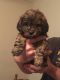 Schweenie Puppies for sale in Minerva, OH 44657, USA. price: NA