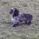 Schweenie Puppies for sale in Akron, OH, USA. price: NA
