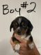 Schweenie Puppies for sale in Alexander Mills, NC 28043, USA. price: $500