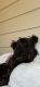 Scoland Terrier Puppies for sale in San Antonio, TX, USA. price: NA