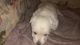 Scoland Terrier Puppies for sale in Buckeye, AZ, USA. price: $600
