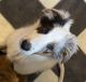Scotch Collie Puppies for sale in Buxton, ME, USA. price: NA