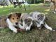 Scotch Collie Puppies
