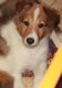 Scotch Collie Puppies for sale in Hopkinsville, KY, USA. price: $200
