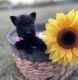 Scotland Terrier Puppies for sale in Waco, TX, USA. price: $1,500
