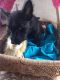Scotland Terrier Puppies for sale in Madison, AL, USA. price: NA