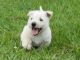 Scotland Terrier Puppies