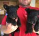 Scotland Terrier Puppies for sale in Racine, WI, USA. price: $300