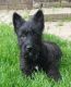 Scotland Terrier Puppies for sale in Michigan Ave, Inkster, MI 48141, USA. price: $500