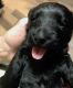 Scotland Terrier Puppies for sale in Reno, NV, USA. price: $700