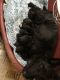 Scotland Terrier Puppies for sale in Delaware, OH 43015, USA. price: $300