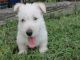 Scotland Terrier Puppies for sale in Charleston, WV, USA. price: $400