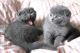 Scottie-Chausie Cats