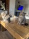 Scottie-Chausie Cats for sale in Roseville, CA, USA. price: $1,400