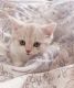 Scottie-Chausie Cats for sale in San Francisco, CA, USA. price: NA