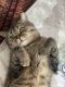 Scottie-Chausie Cats for sale in Westmont, Illinois. price: $700