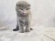 Scottie-Chausie Cats for sale in Philadelphia County, PA, USA. price: NA